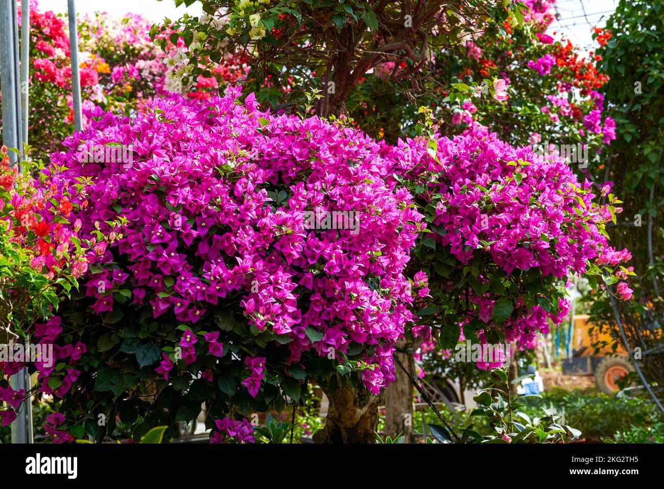 Beautiful blooming bougainvillea bougainvillea flowers of various ...
