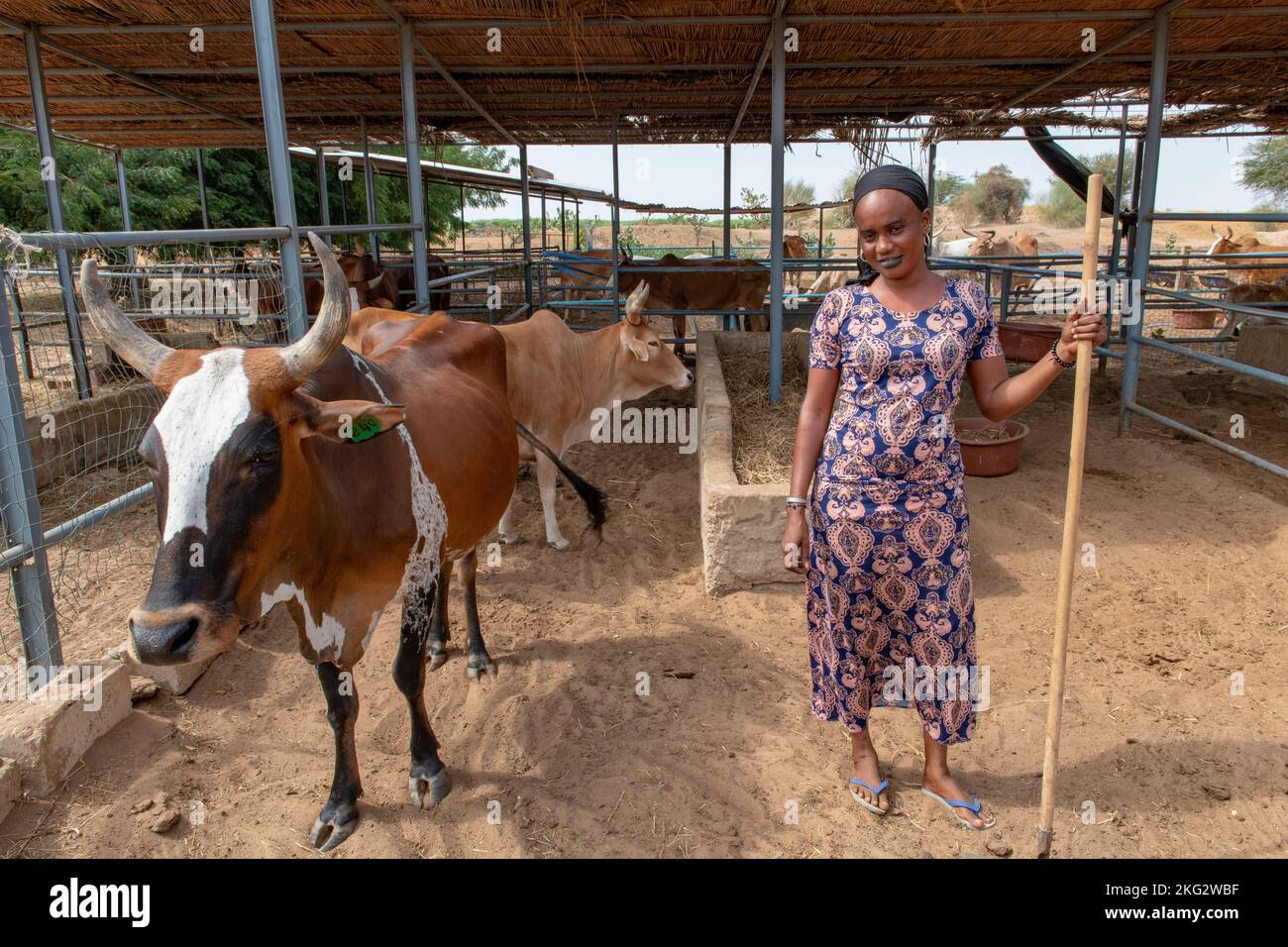 Senegal dairy farmers The Path Forward: From Training to Market Stability