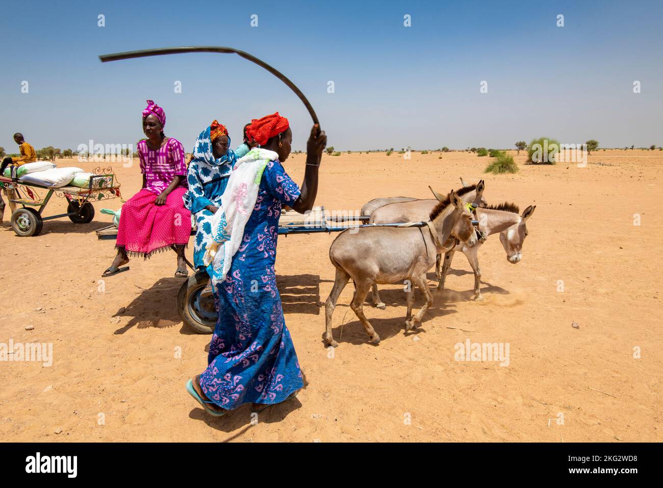 Peul women riding a cart and whipping a donkey  in Northern Senegal Stock Photo