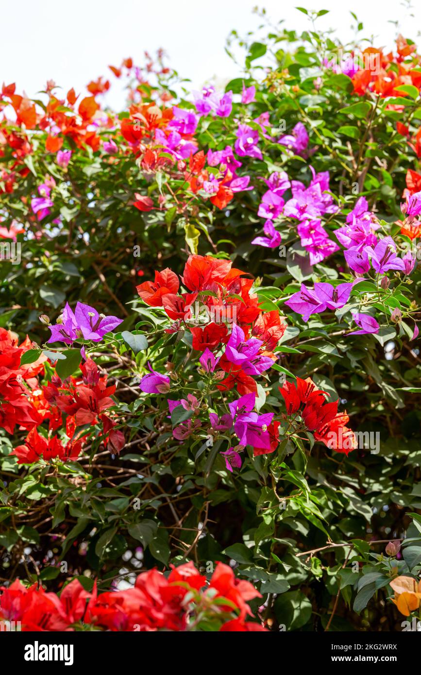 Beautiful blooming bougainvillea bougainvillea flowers of various ...