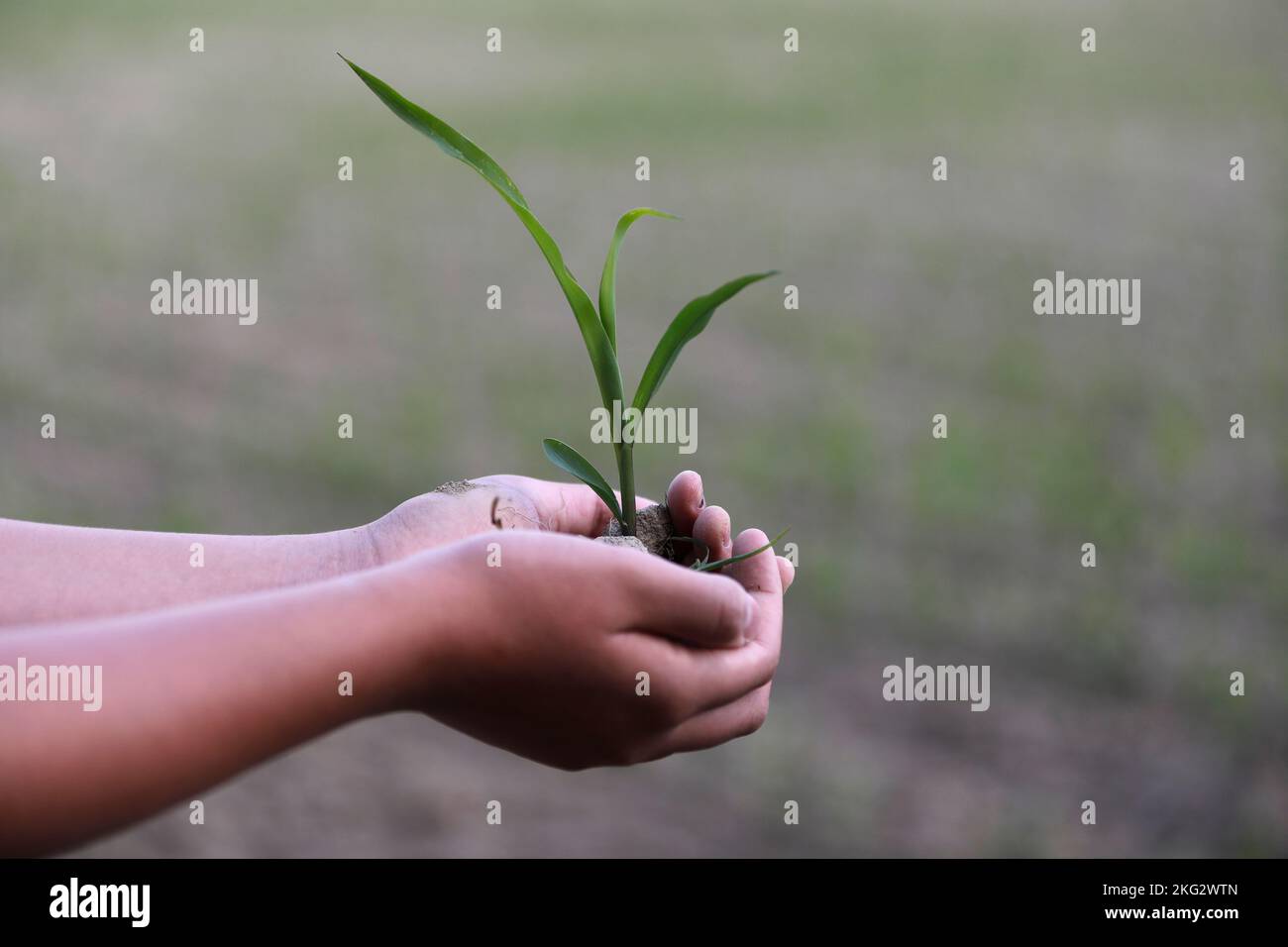 Young man holding young plant in hir hands. Micro finance and ecology concept. Stock Photo
