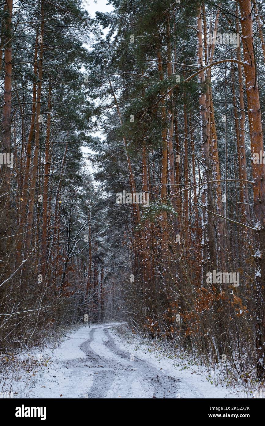 Winter road , forest with pine trees Stock Photo - Alamy