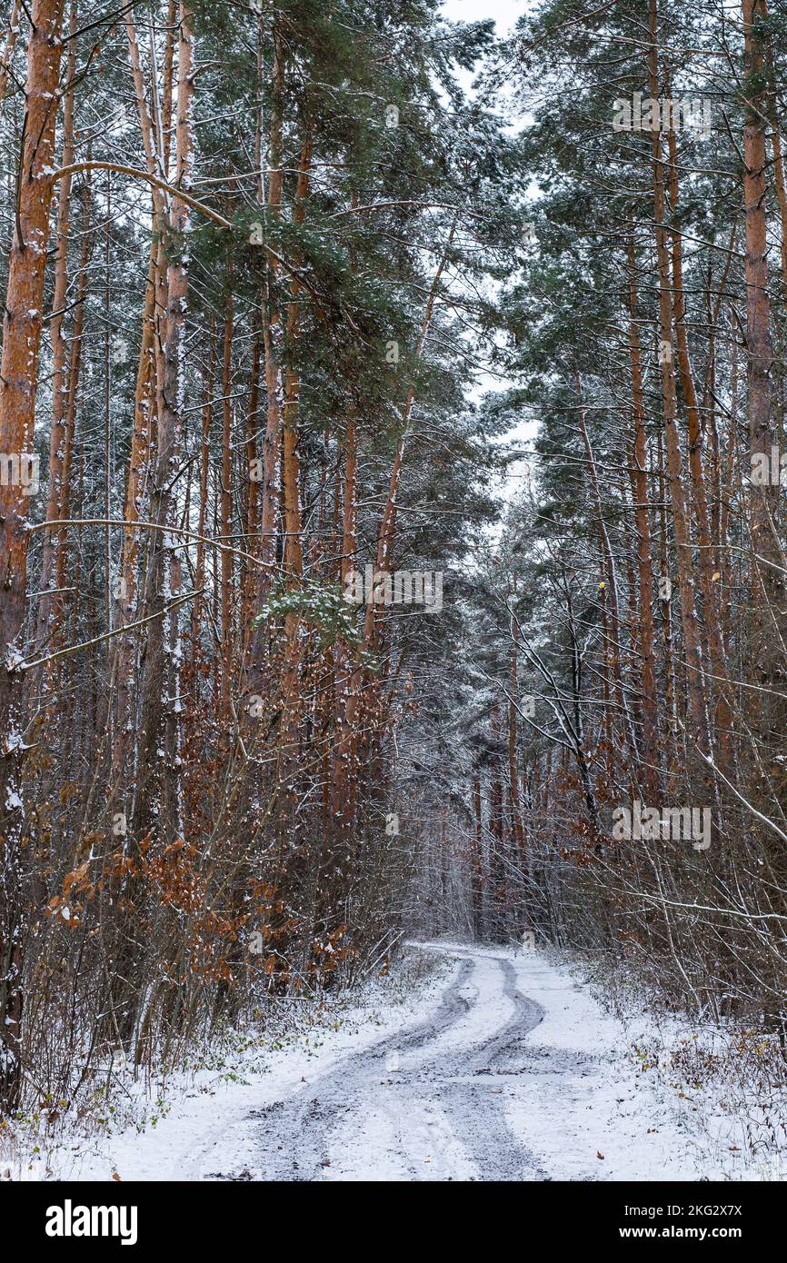 Winter road , forest with pine trees Stock Photo - Alamy