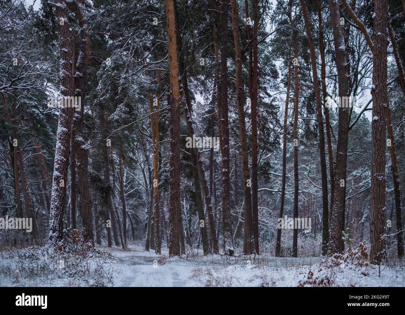 Winter road , forest with pine trees Stock Photo - Alamy