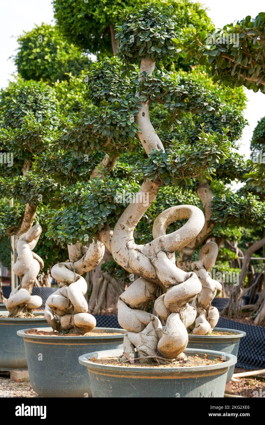 Close-up of a strange-shaped welcoming banyan potted plant cultivated in the plantation Stock Photo