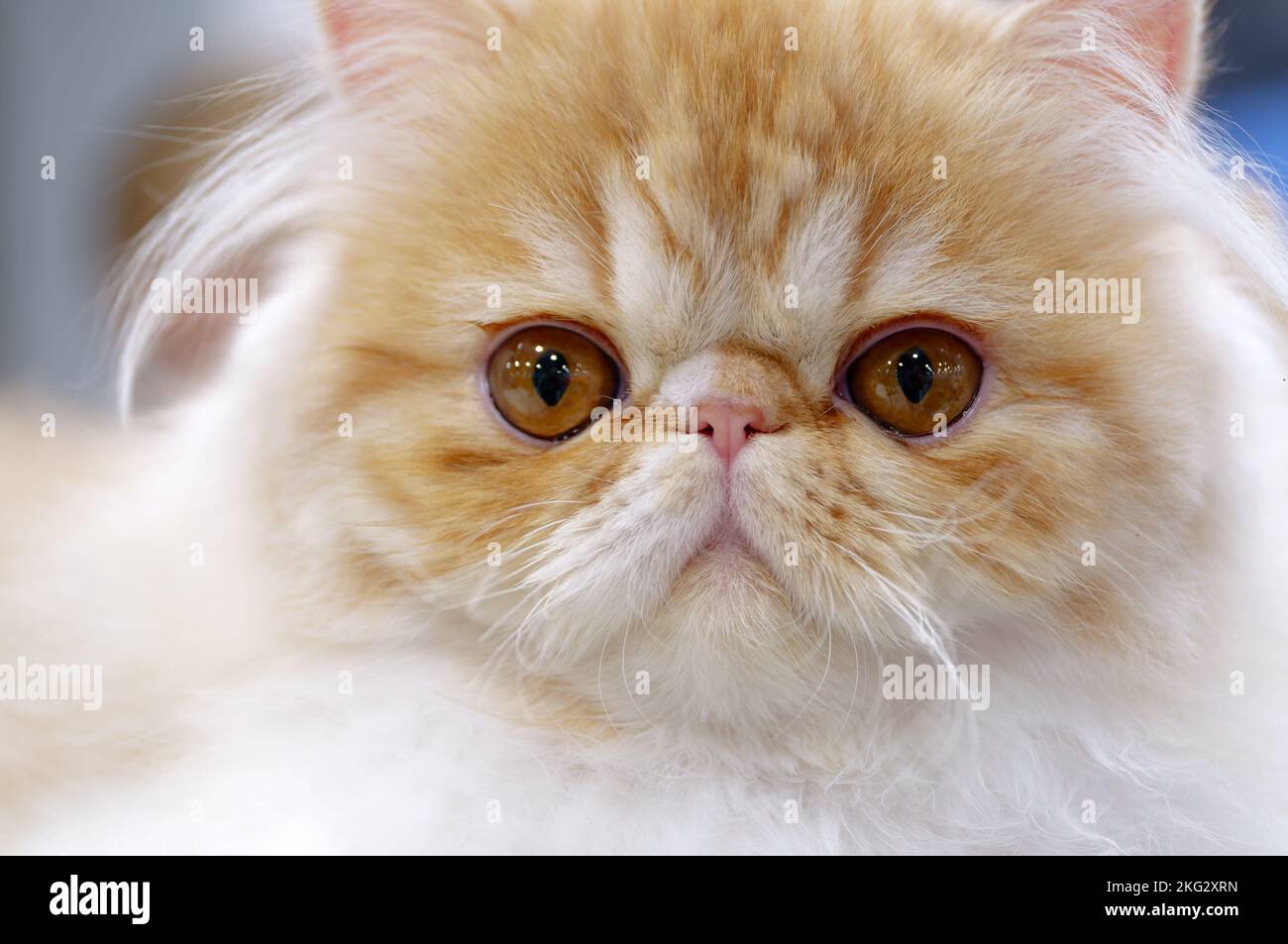 Young exotic persian cat, white and light brown fur, close-up portrait Stock Photo