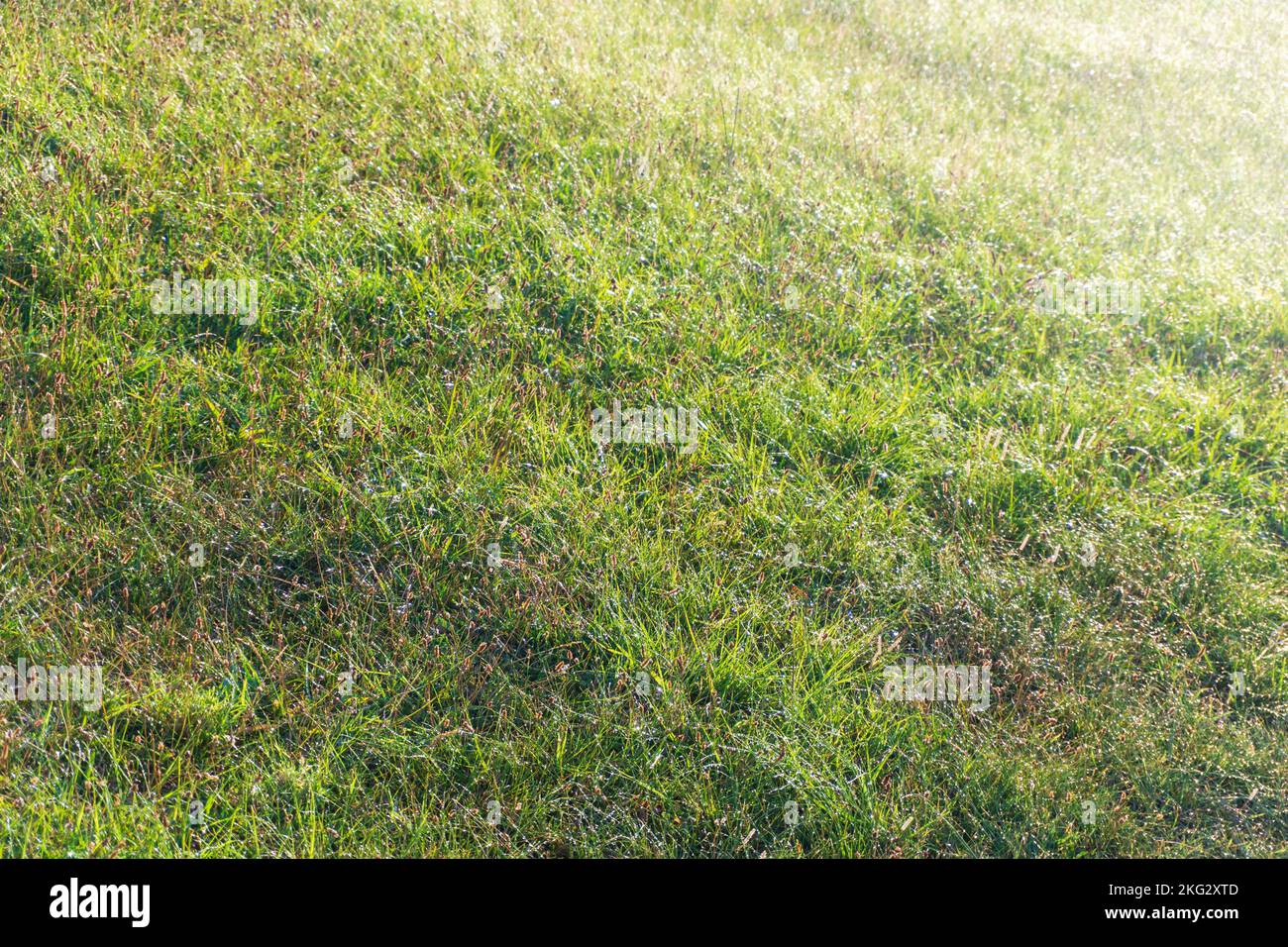 Green grass lawn with dew drops in the first sunlight Stock Photo - Alamy