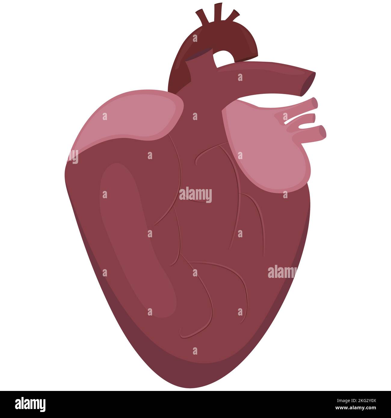 Healthy ogran heart anatomy Stock Photo Alamy