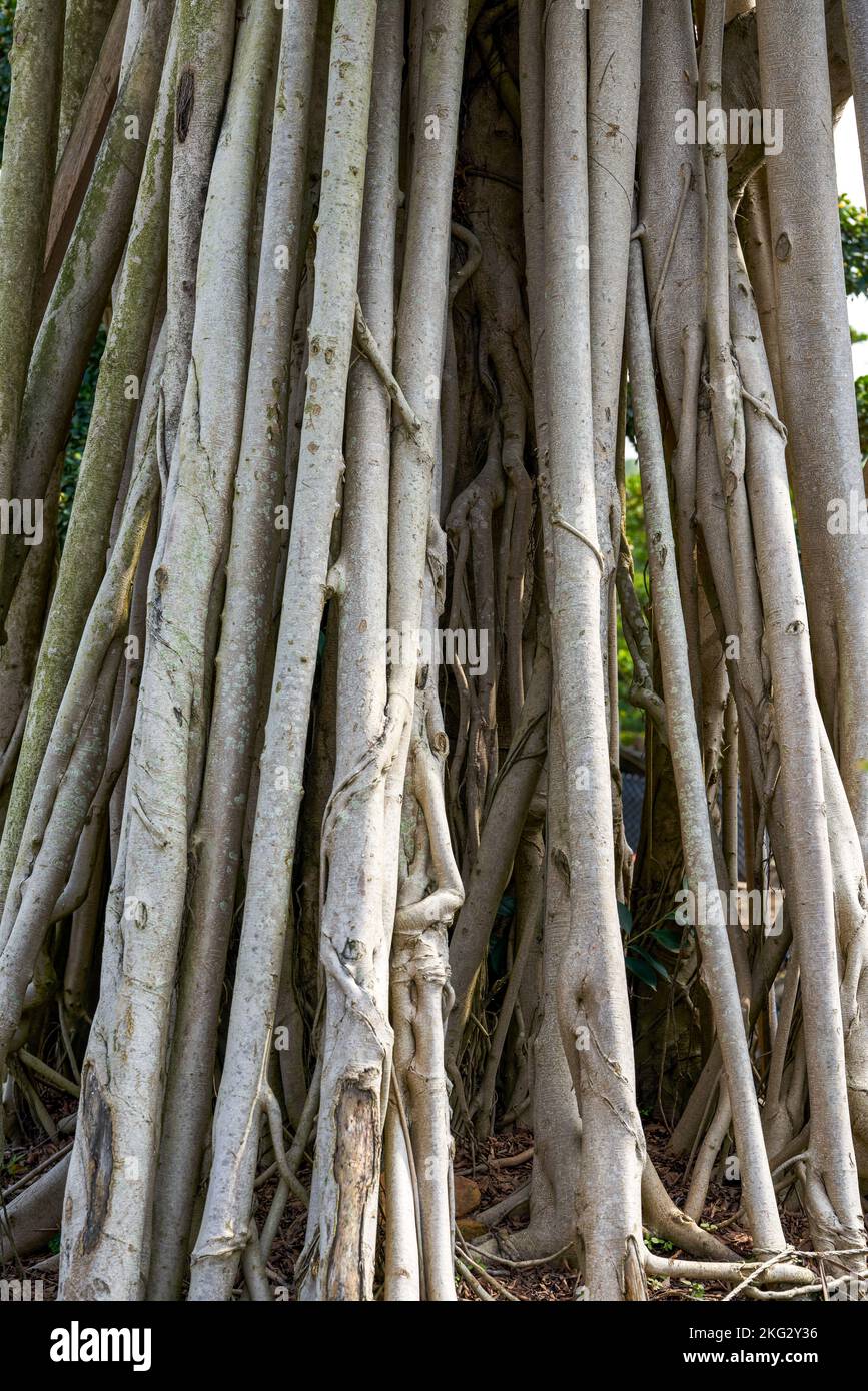 Close-up of a strange-shaped welcoming banyan potted plant cultivated in the plantation Stock Photo