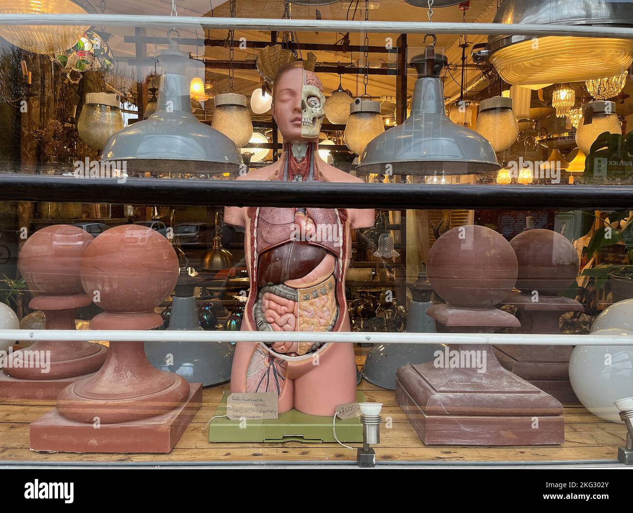 Shop window of furniture and architectural reclaim with centre anatomical model. Picture garyroberts/worldwidefeatures.com Stock Photo