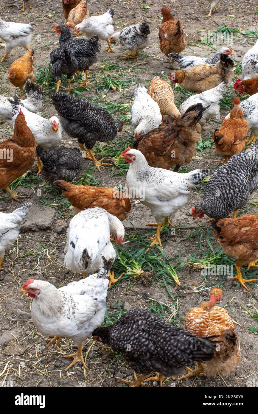 Poultry grazing in a barnyard in Timis province, Romania Stock Photo