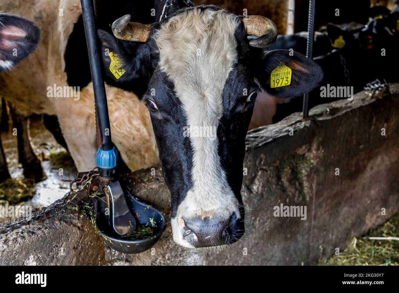 Europe cow old romanian traditonal hi-res stock photography and images -  Alamy