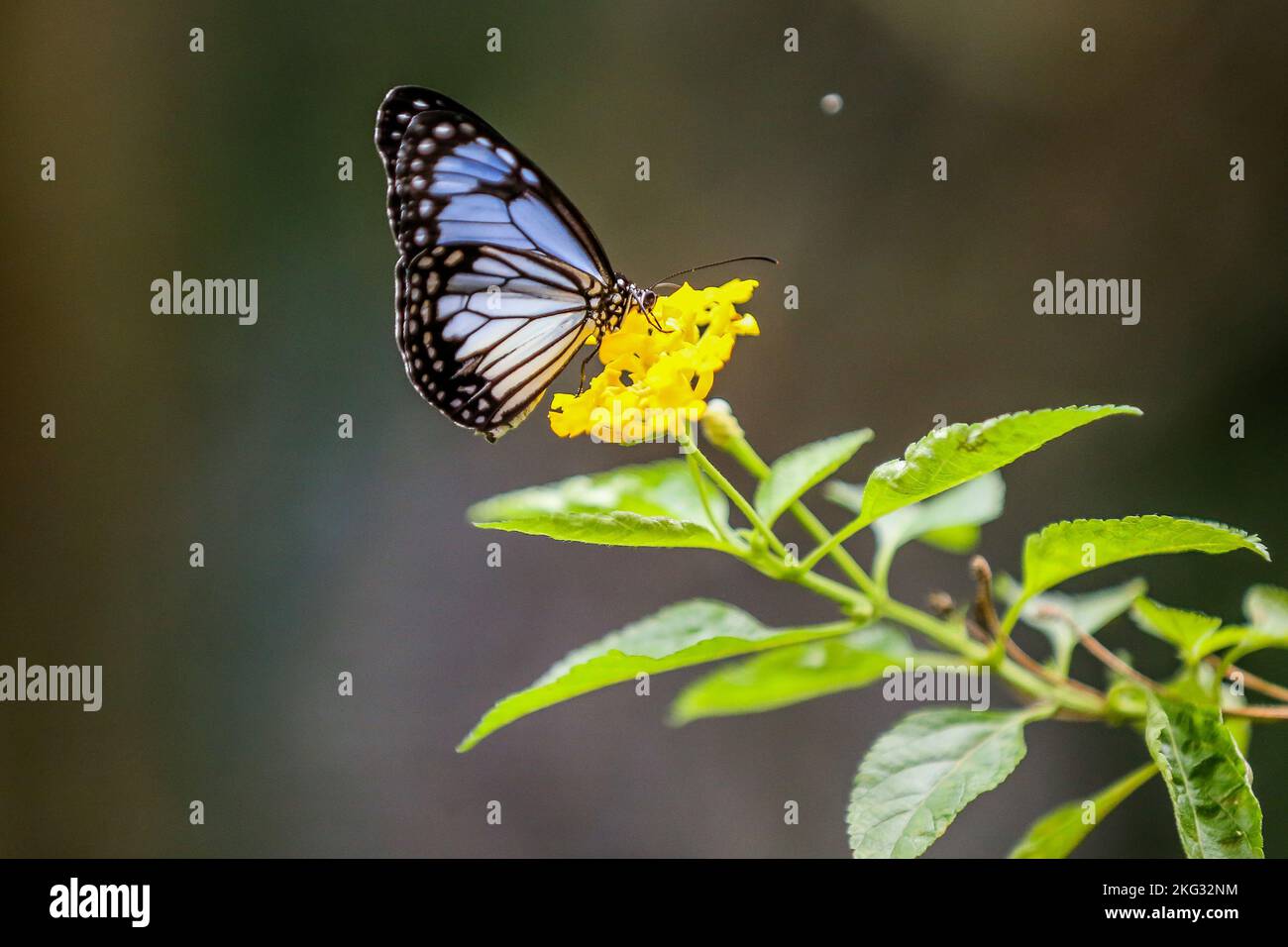 Manila, Philippines. 21st Nov, 2022. A butterfly is seen inside the