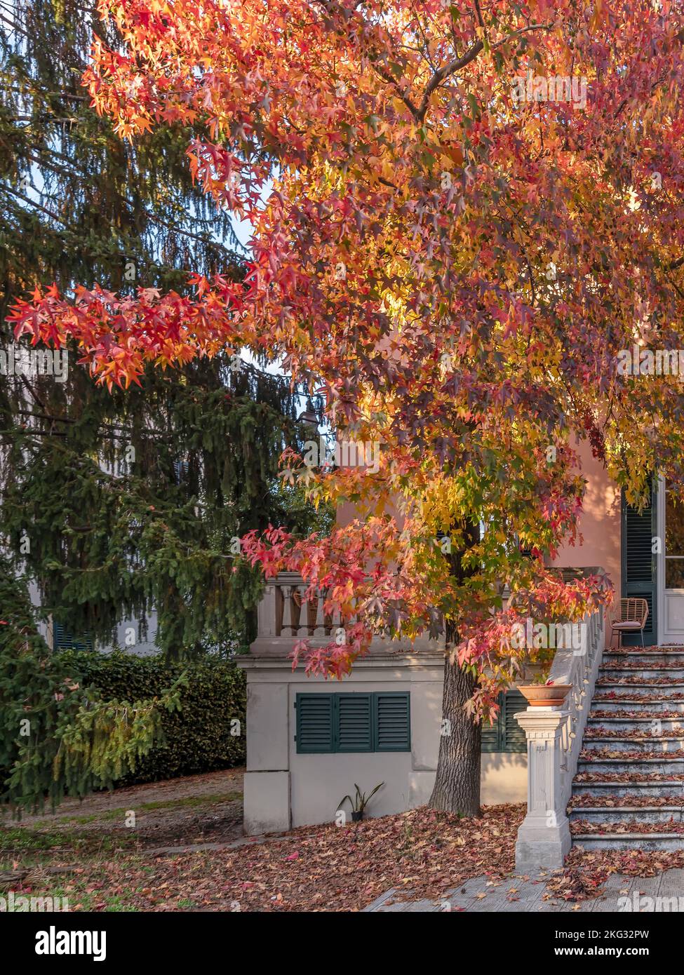 A beautiful tree with colorful autumn leaves, which falling to the ground cover the garden and the stairs of a house, Lucca, Italy Stock Photo