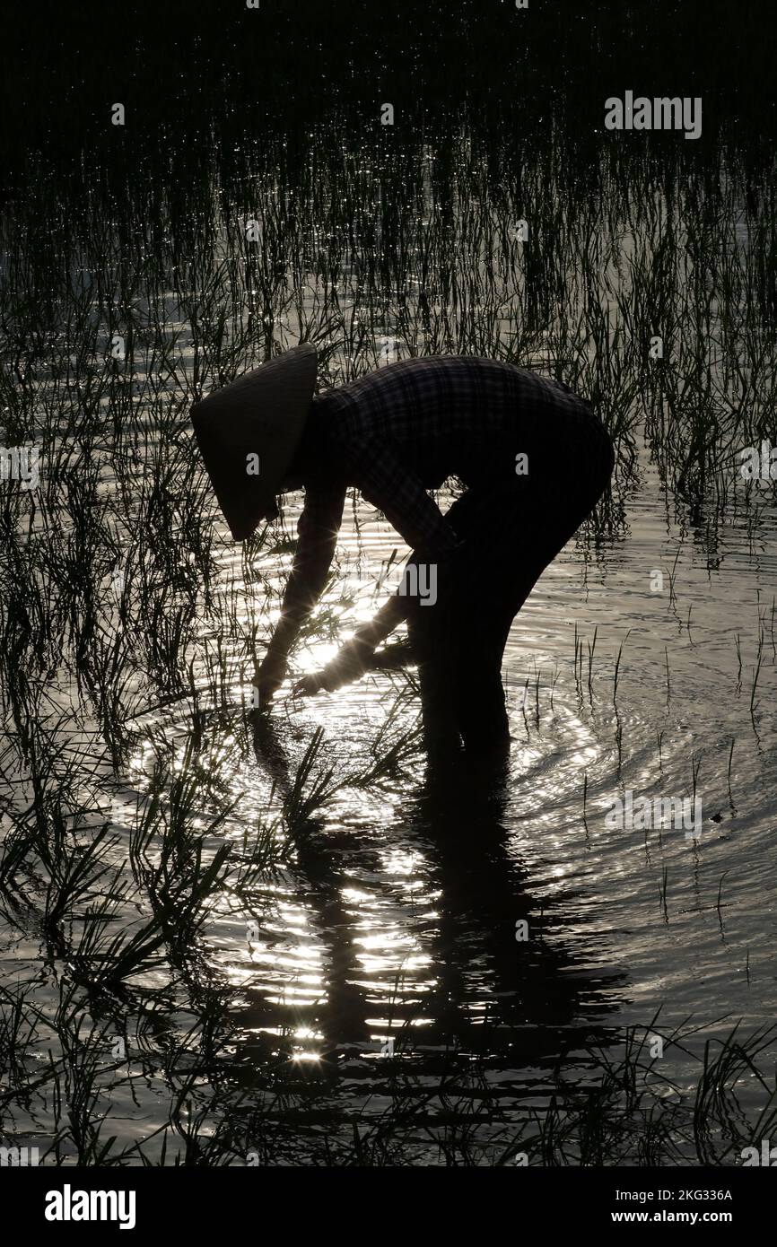Agriculture in Vietnam.  Silhouette of an asian woman planting rice seedlings in a paddy field. Hoi An. Vietnam. Stock Photo