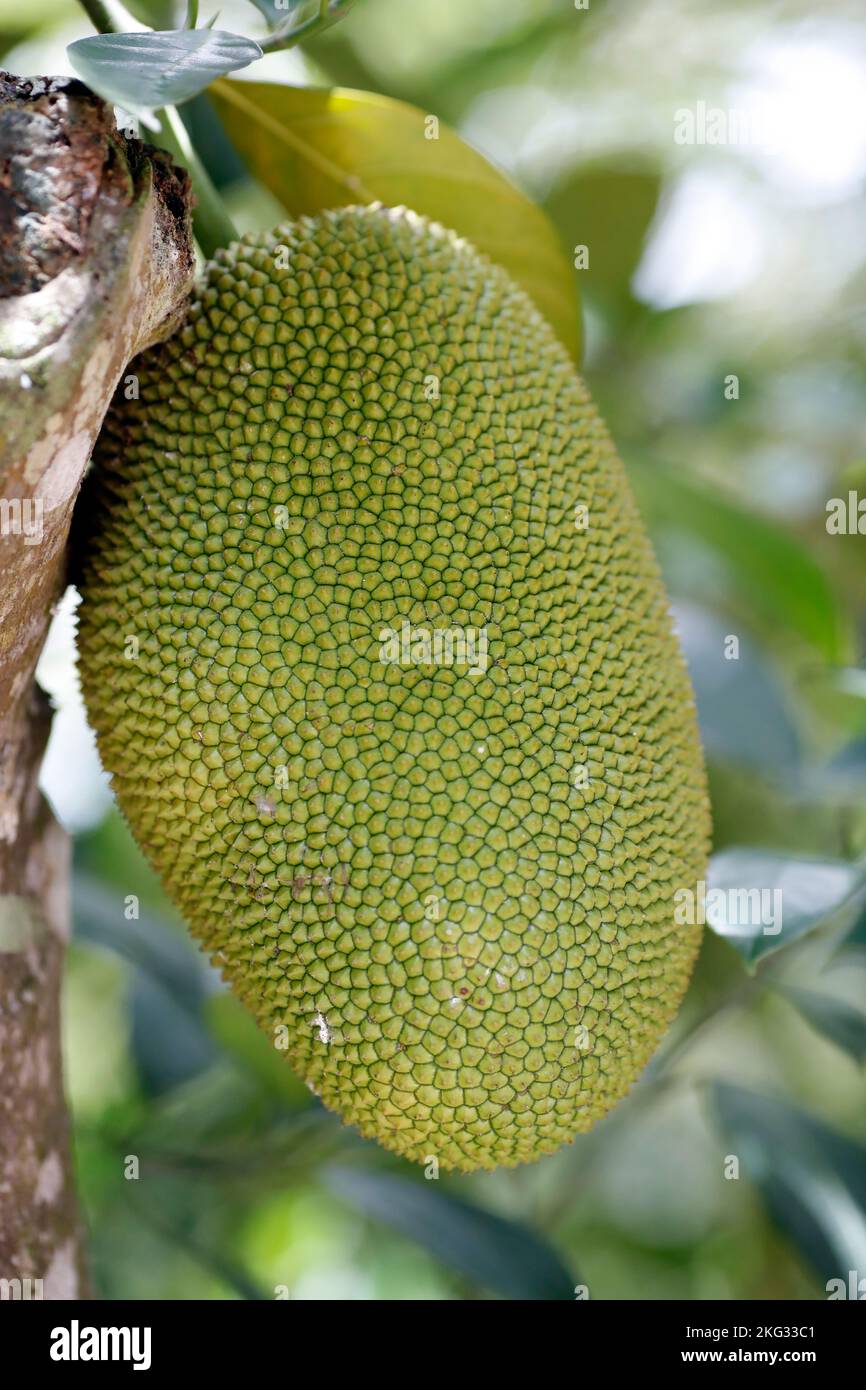 Jackfruits (Artocarpus heterophyllus) growing on a on Jackfruit Tree