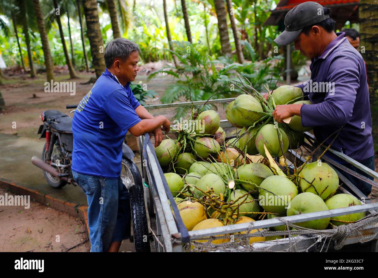 Lots of coconut fruit in pickup truck. Transporting to sell