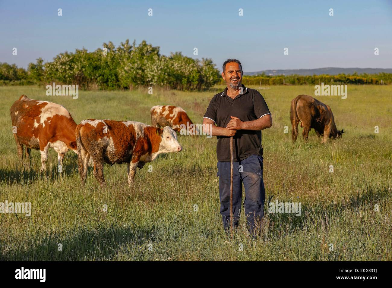 Farmer and grazing cattle in Zallq, Istog province, Kosovo Stock Photo ...