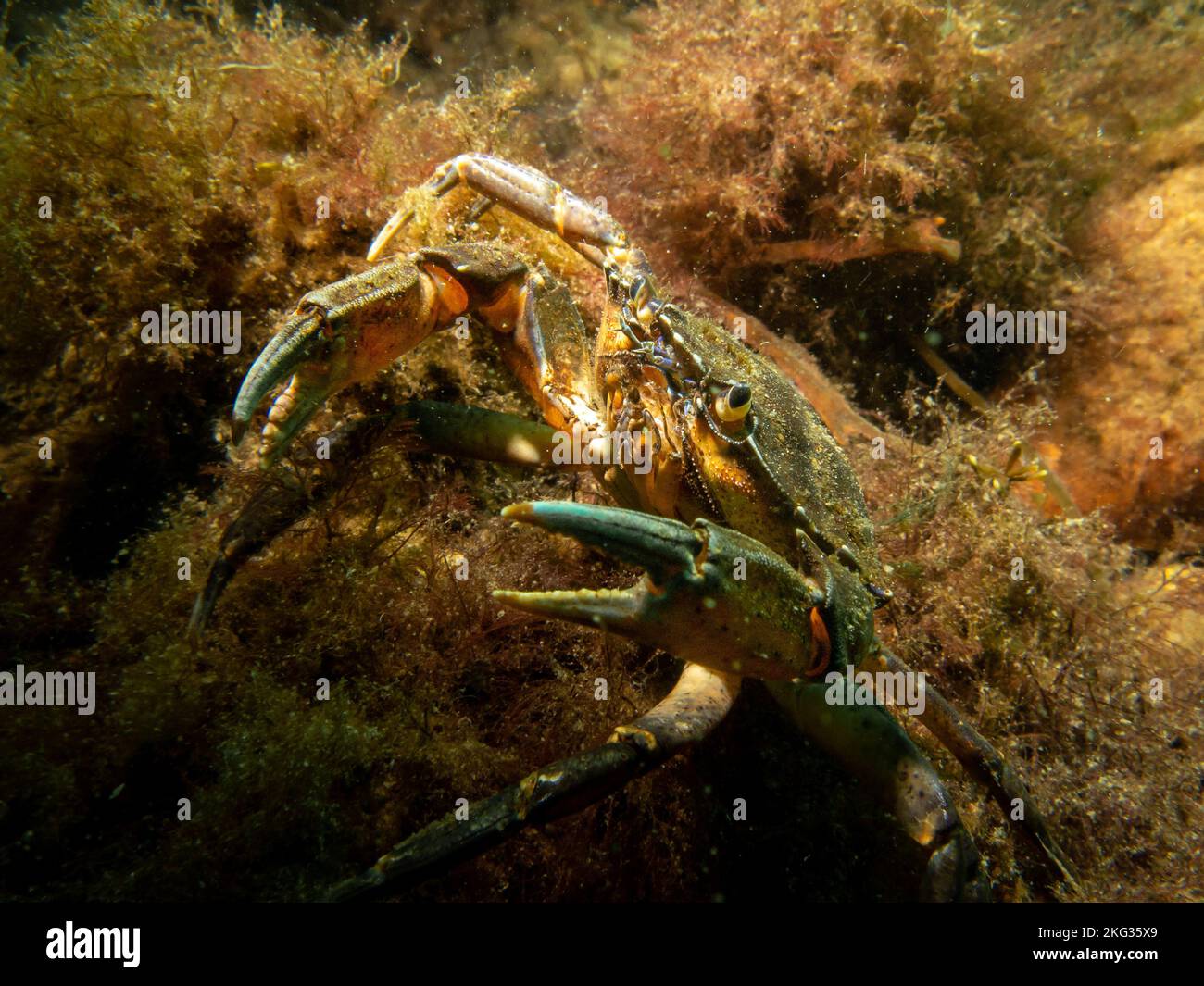A close-up picture of a crab among seaweed. Picture from The Sound, between Sweden and Denmark Stock Photo