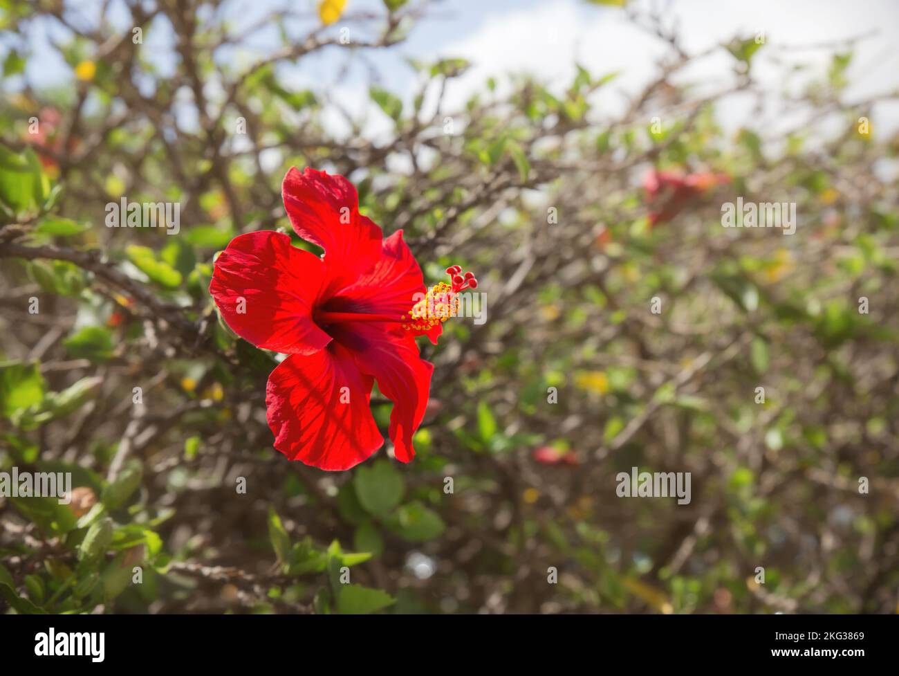 Selective focus on single red Hibiscus flower blossom Hibiscus rosa-sinensis outdoors on sunny summer day. Lot of copy space on blur background. Stock Photo