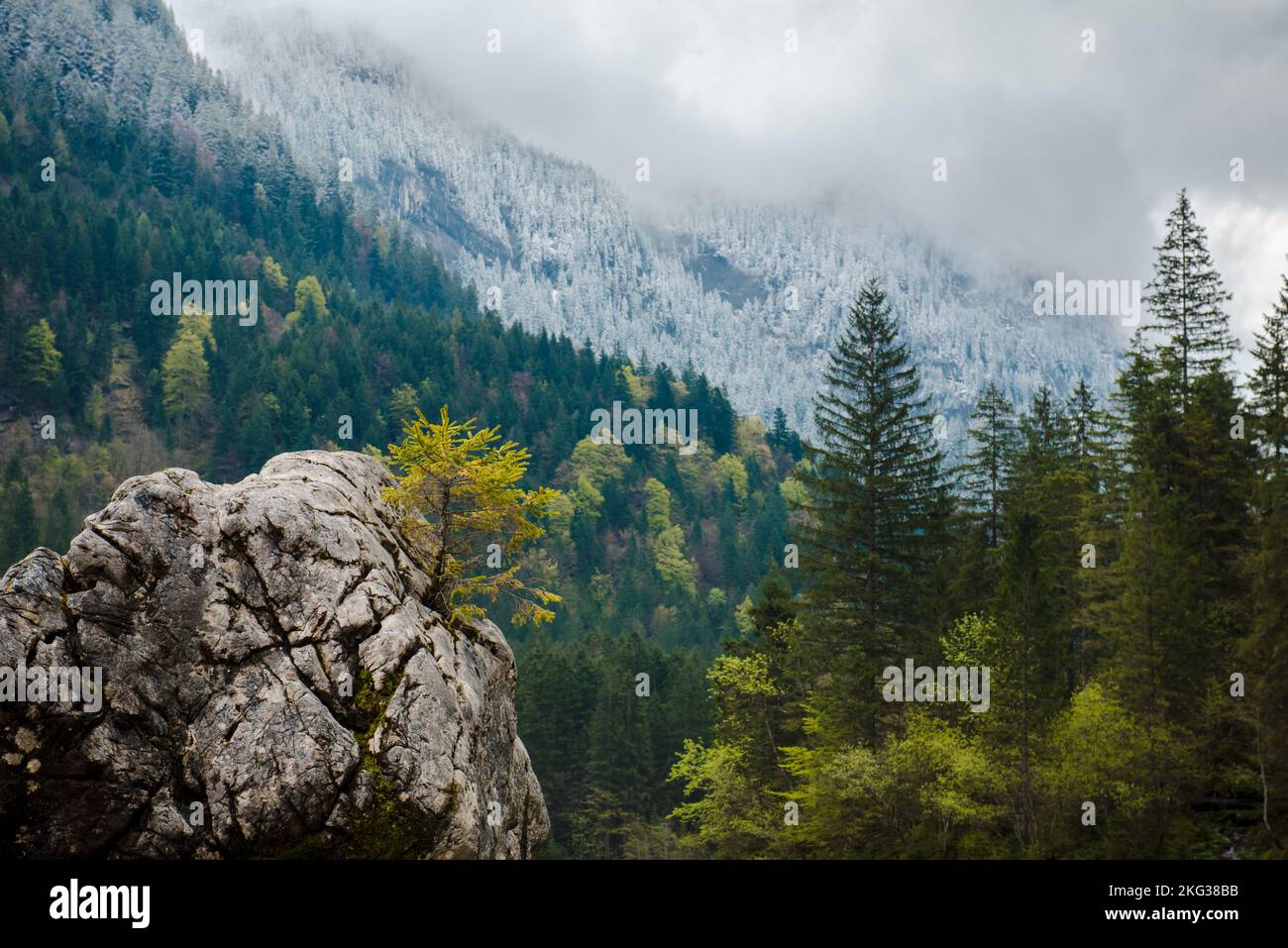 Young fir tree grows in Alps mountains forest Stock Photo