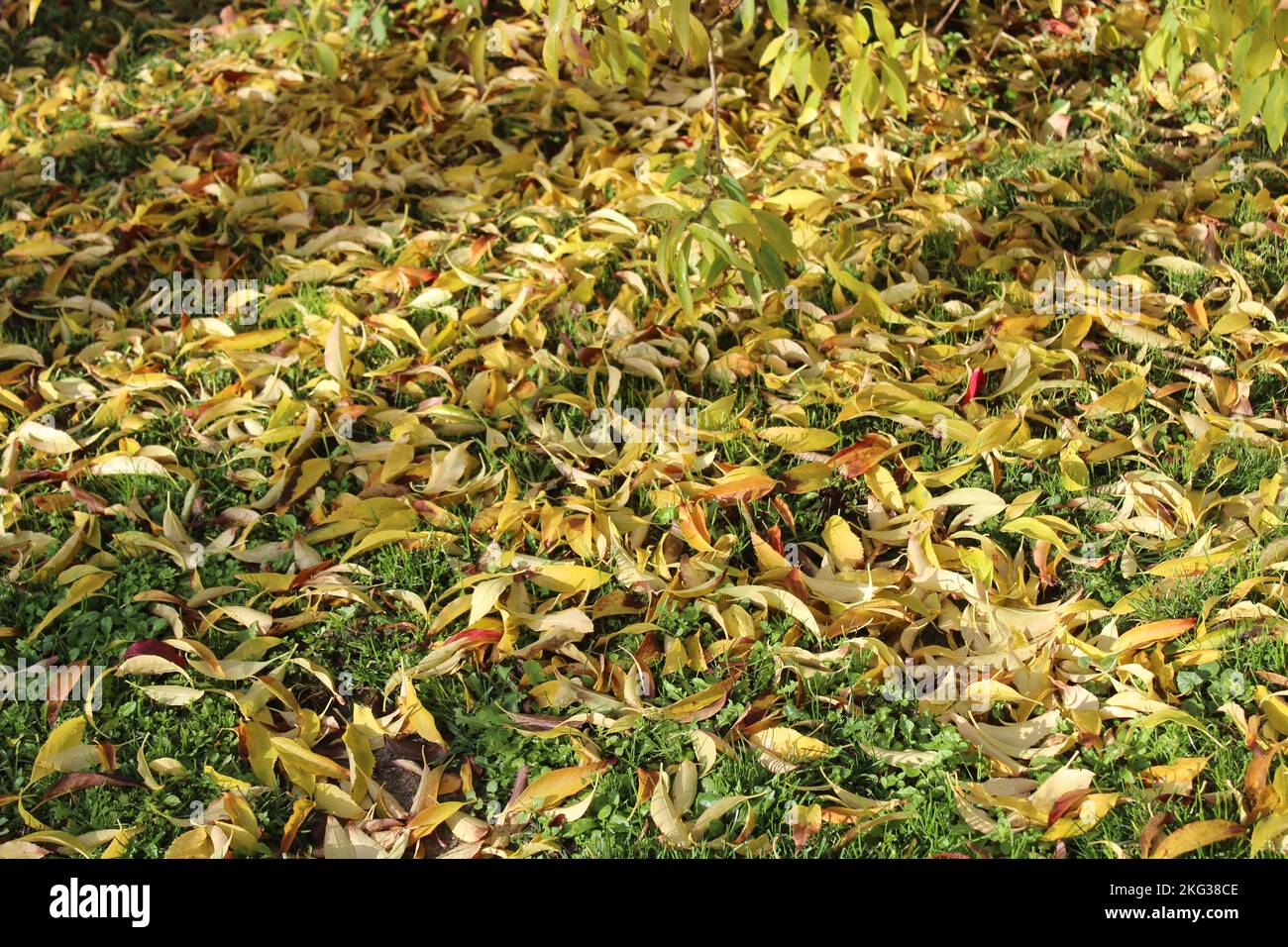 forsythia leaves in the garden Stock Photo