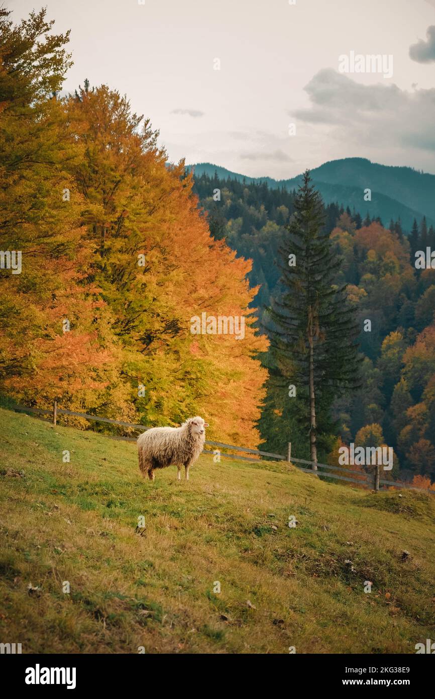 Grassing the lawn hi-res stock photography and images - Alamy
