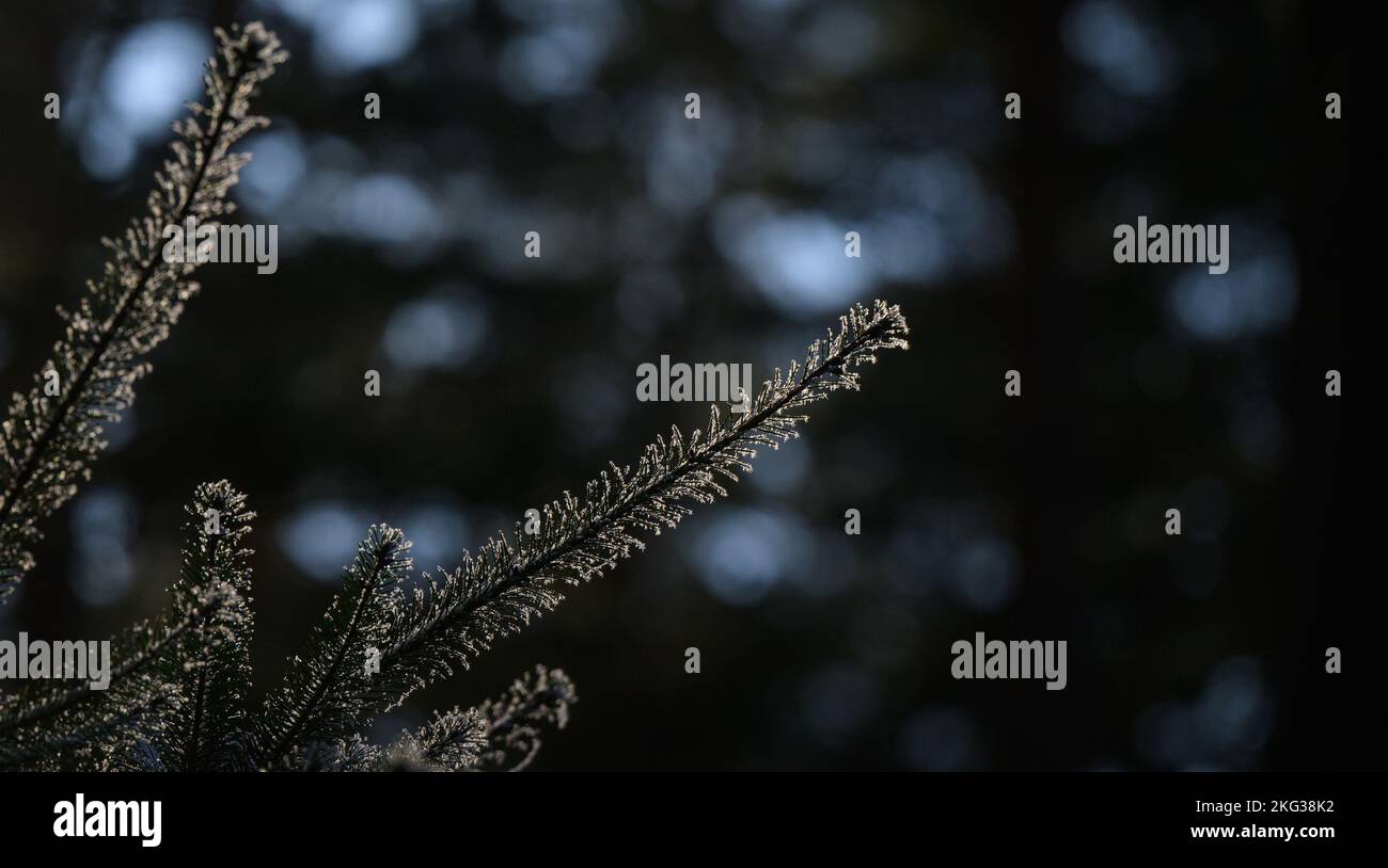 Leiferde, Germany. 21st Nov, 2022. A fir branch covered with frost is illuminated by the sun. Credit: Philipp Schulze/dpa/Alamy Live News Stock Photo