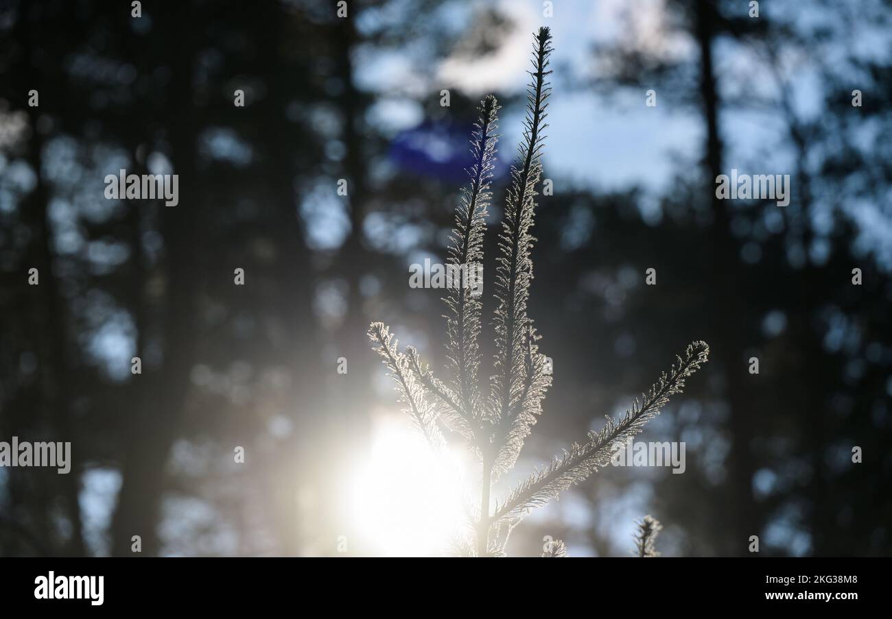 Leiferde, Germany. 21st Nov, 2022. A fir branch covered with frost is illuminated by the sun. Credit: Philipp Schulze/dpa/Alamy Live News Stock Photo