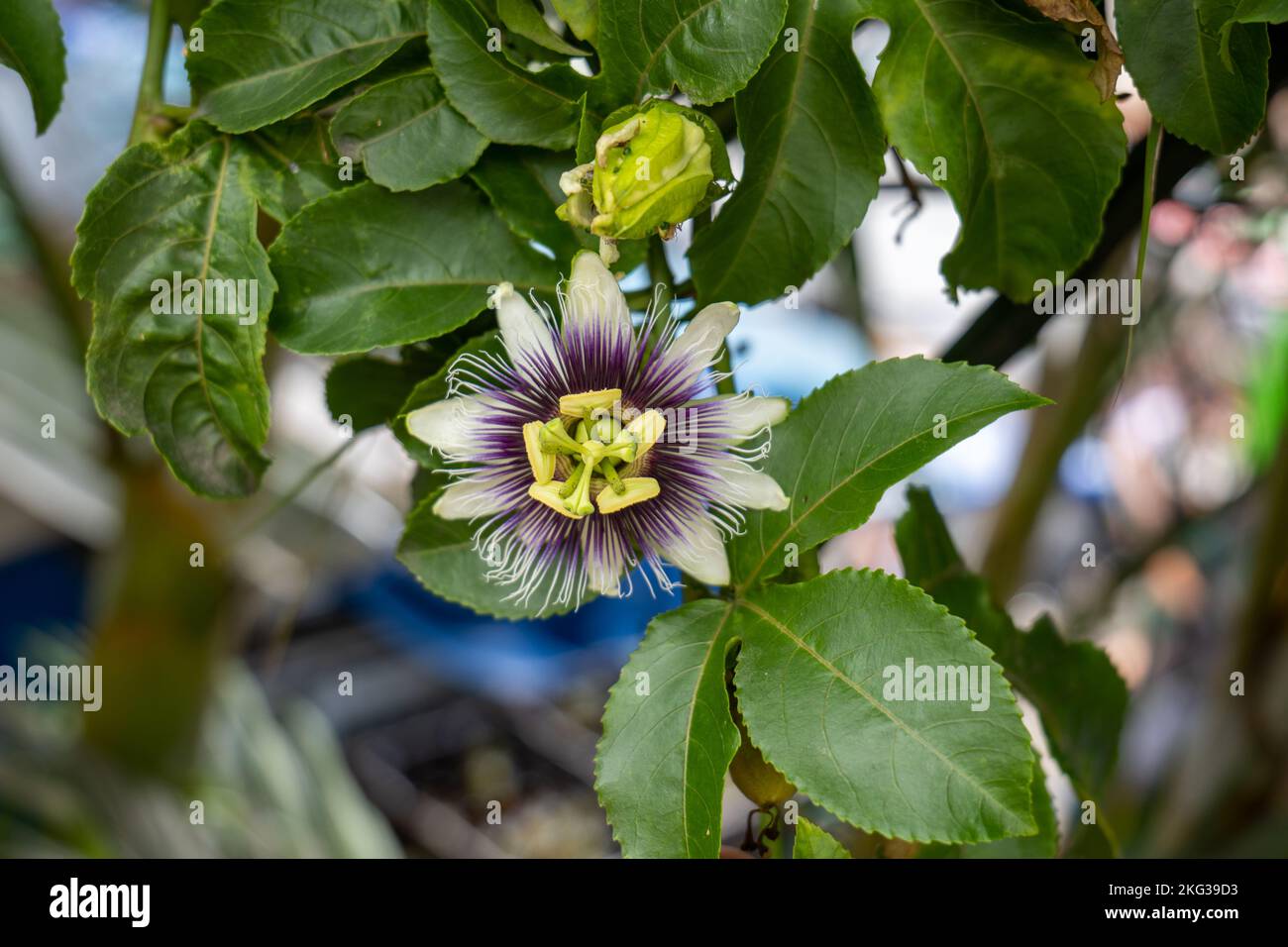 Passion Fruit Flower (Passiflora edulis), a Vine Species Hanging on a Branch Close Up Stock Photo