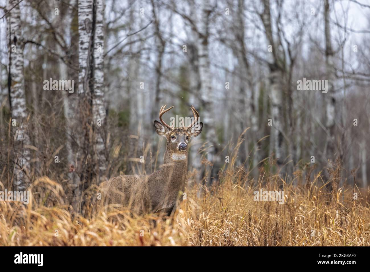 Whitetailed buck during the peak of the rut in northern Wisconsin