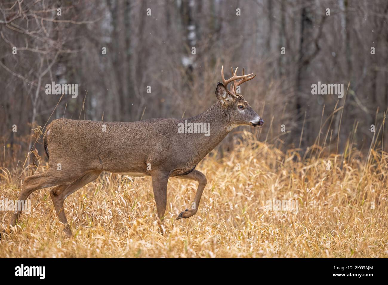Whitetailed buck during the rut in northern Wisconsin Stock Photo Alamy