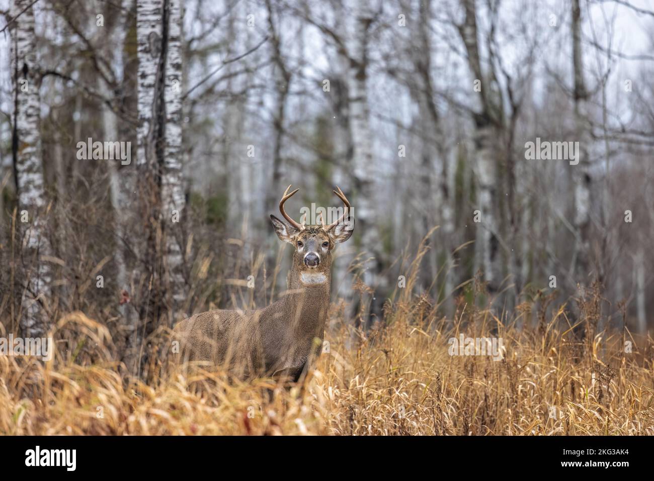 Whitetailed buck during the peak of the rut in northern Wisconsin