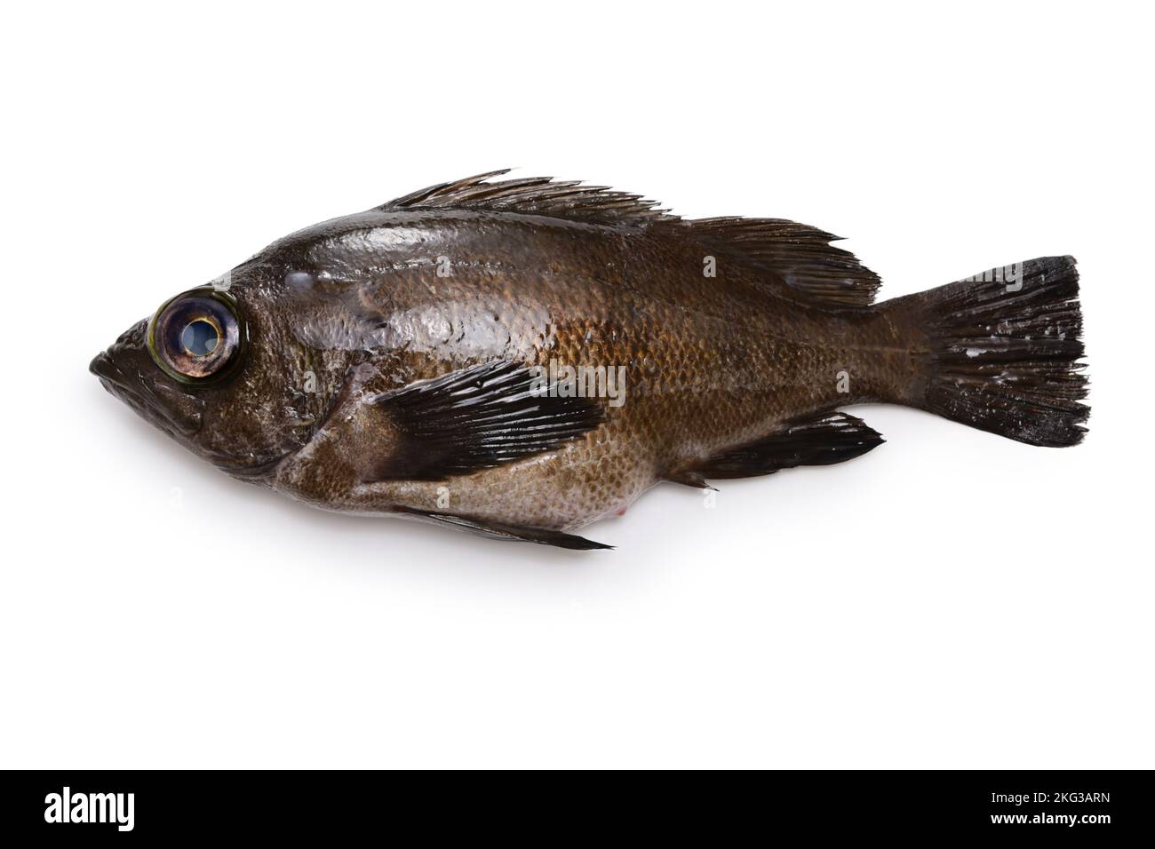 brown rockfish isolated on white background Stock Photo Alamy