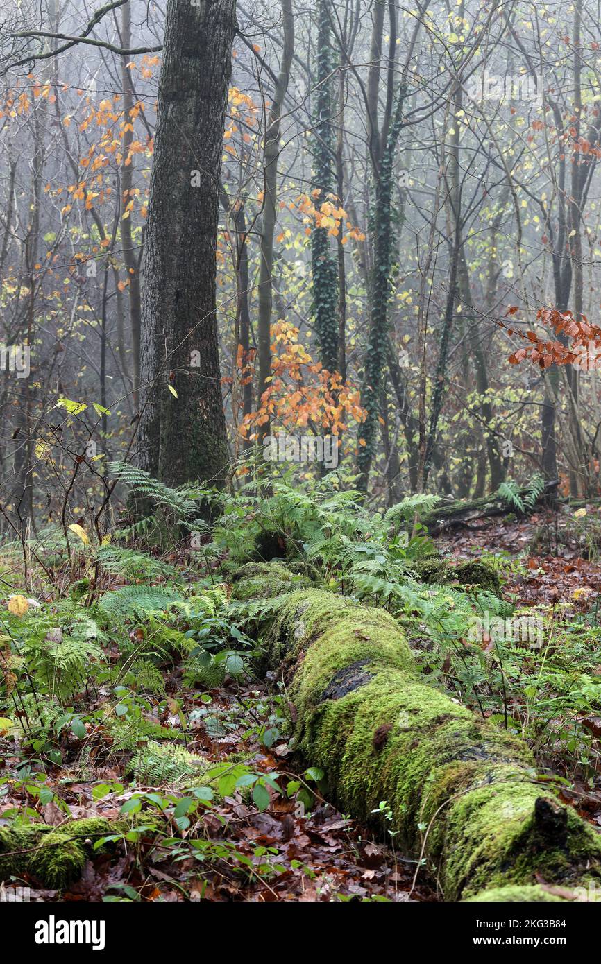 Misty Ancient Semi-natural Woodland Habitat with Moss Covered Fallen Tree Trunk Surrounded by Ferns in Autumn, Teesdale, County Durham, UK Stock Photo
