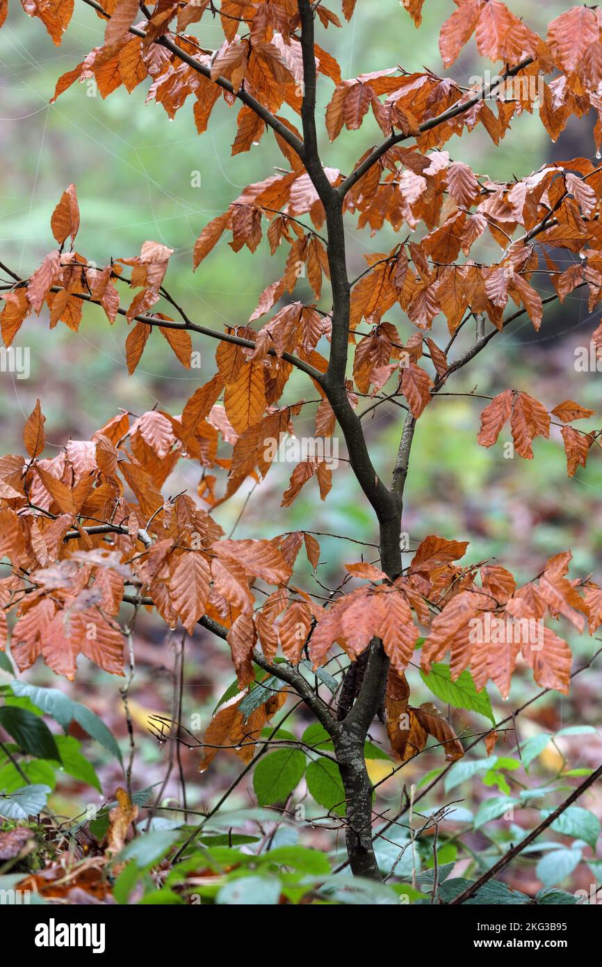 Beech Tree (Fagus sylvatica) Leaves in a Misty Autumn Woodland, North Pennines, UK Stock Photo