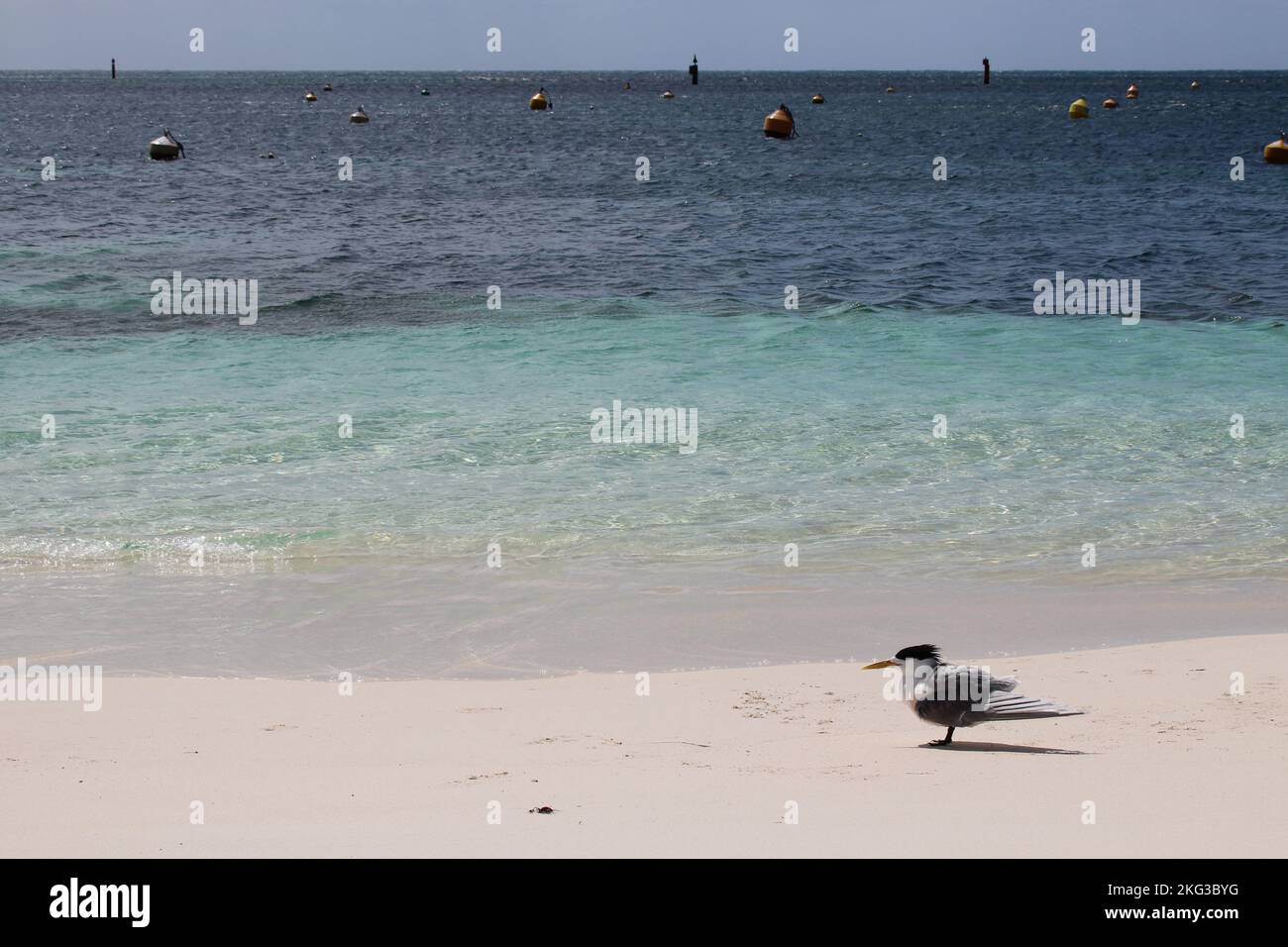 greater crested tern at rottnest island in australia Stock Photo