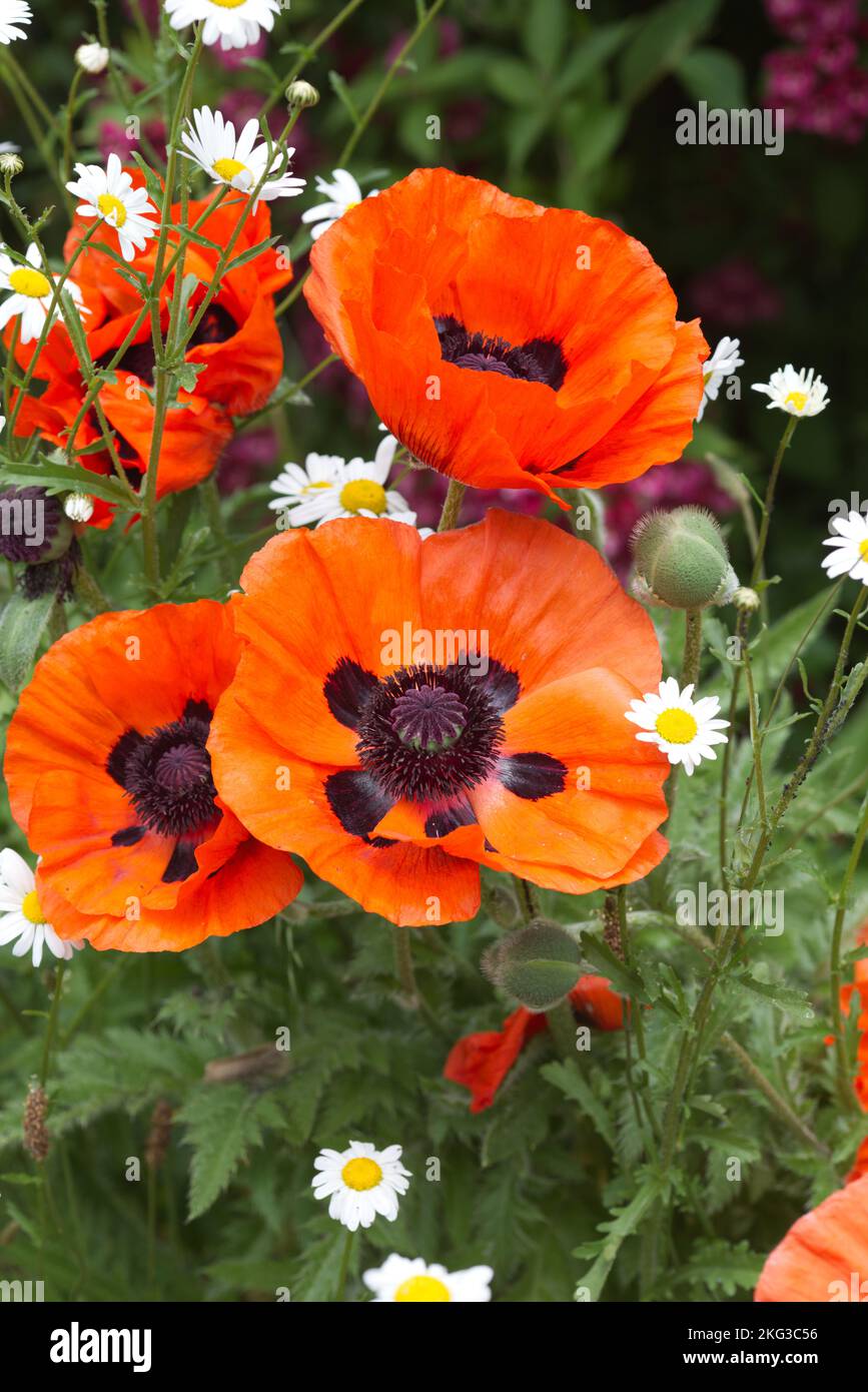 Poppies growing in the garden Stock Photo Alamy