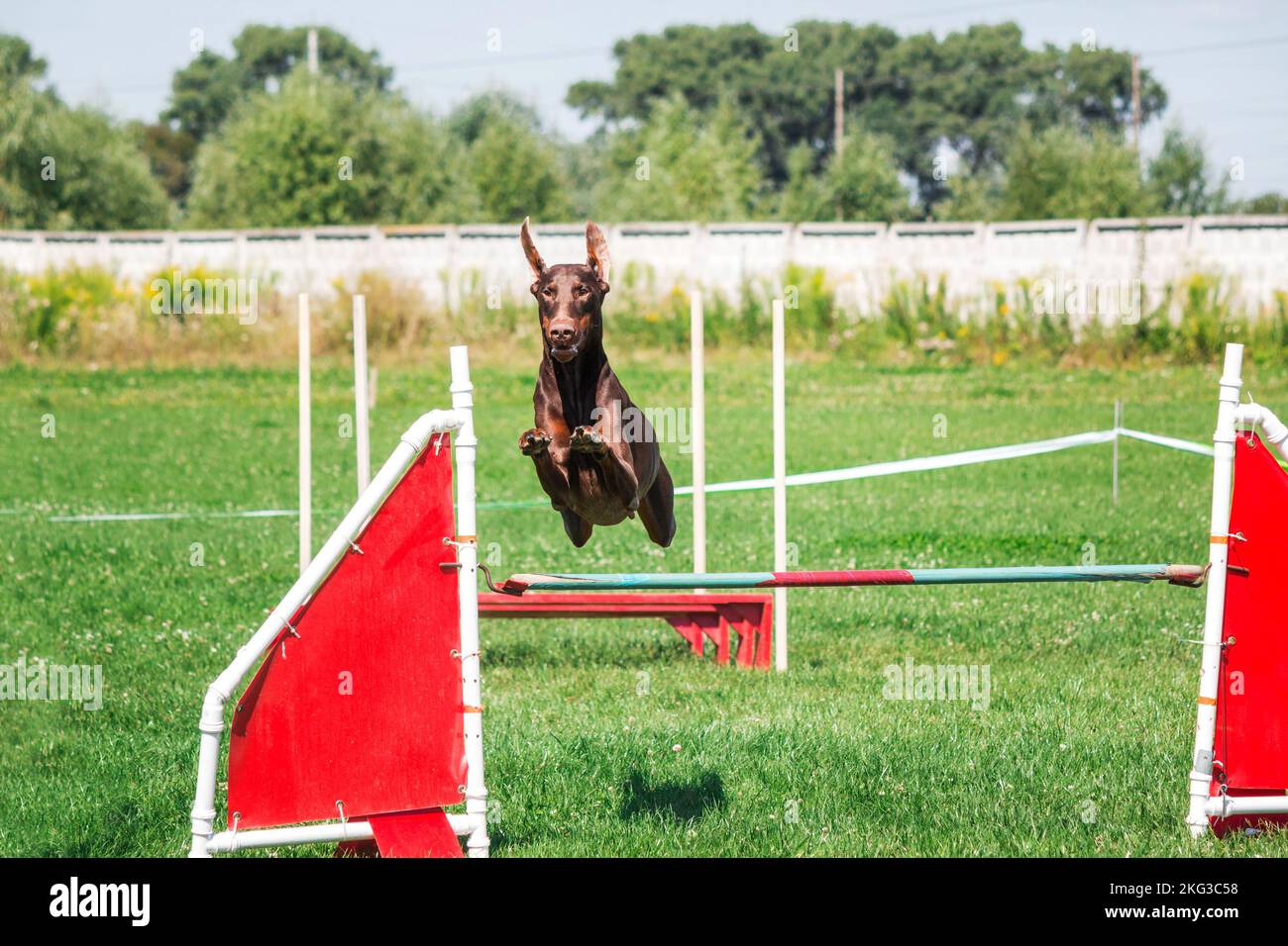 Dog in agility competition set up in green grassy park Stock Photo - Alamy