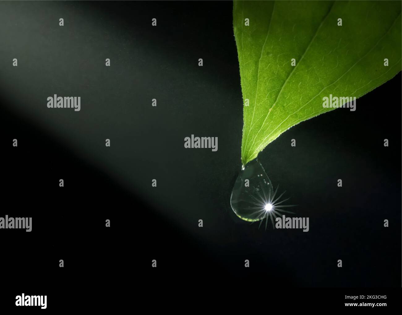 Rain drop at tip of leaf, illuminated by bean of light. Stock Photo