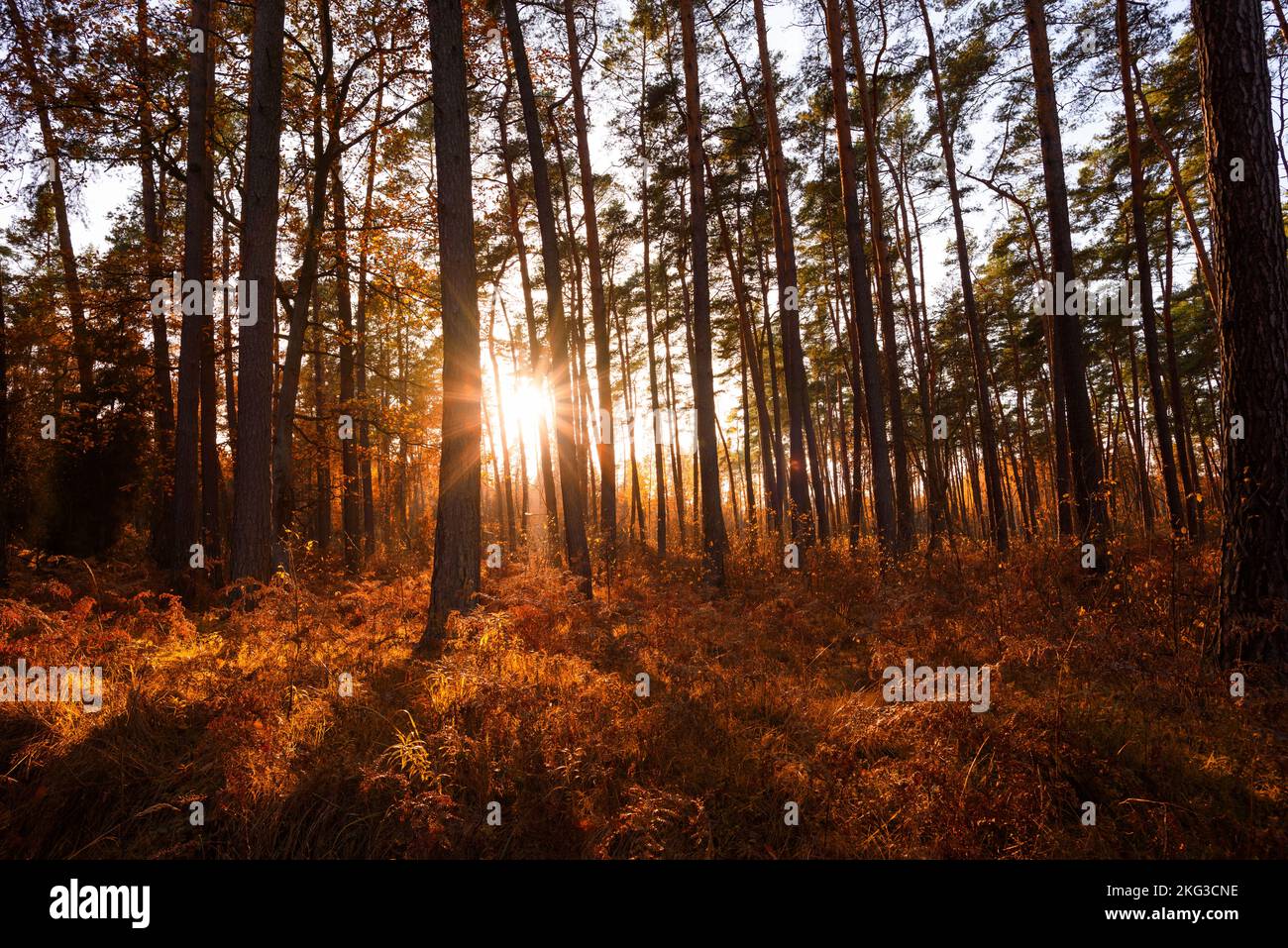Sun rays shining between trees in pine forest with fern in autumn Stock ...