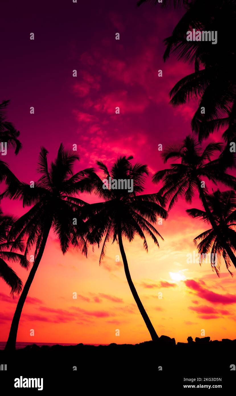 Tropical coconut palm trees on ocean beach at colorful sunset Stock ...
