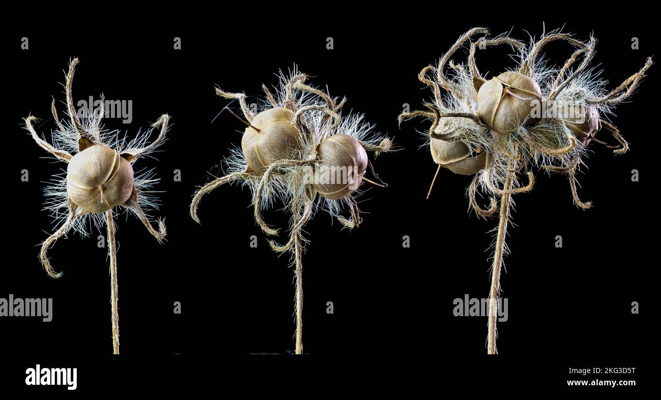 Seed pods of ivy-leaf morning glory (Ipomoea hederacea) Stock Photo