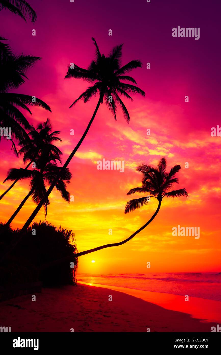 Colorful vivid sunset with coconut palm trees silhouettes over the ...
