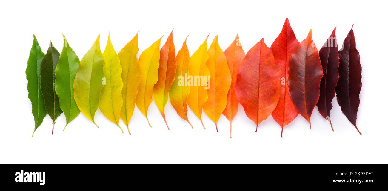 Life cycle of a leaf, season change concept. Autumn leaves from green to dark red in a row isolated on white background top view. Stock Photo