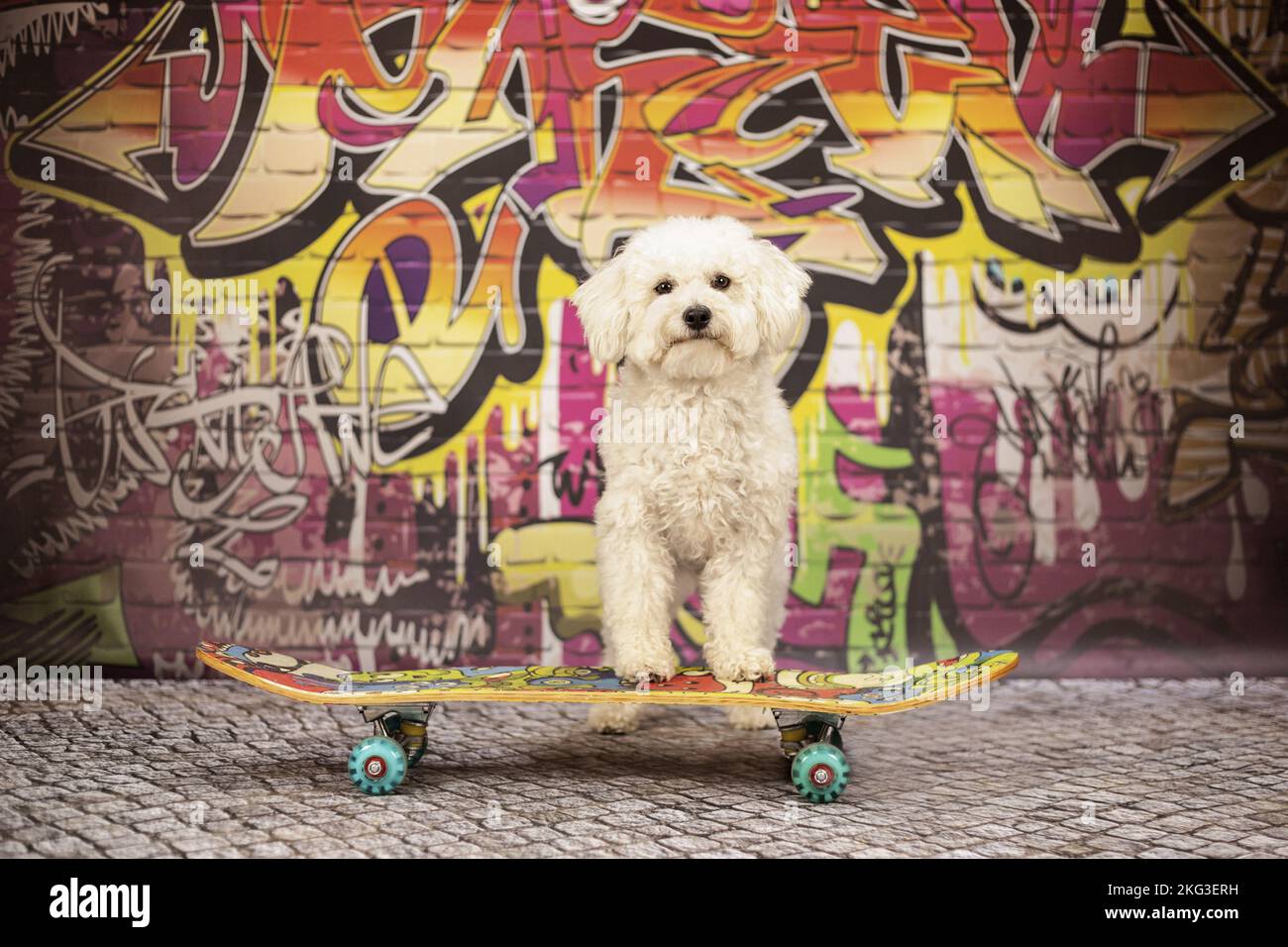 adult Bichon Frise Stock Photo