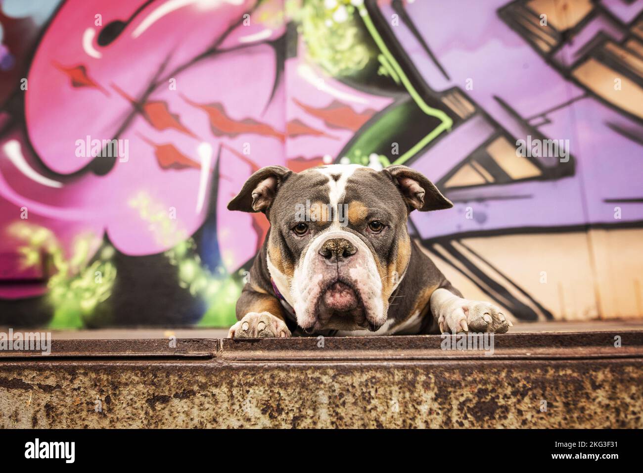 Olde English Bulldog in front of scratchwork Stock Photo Alamy