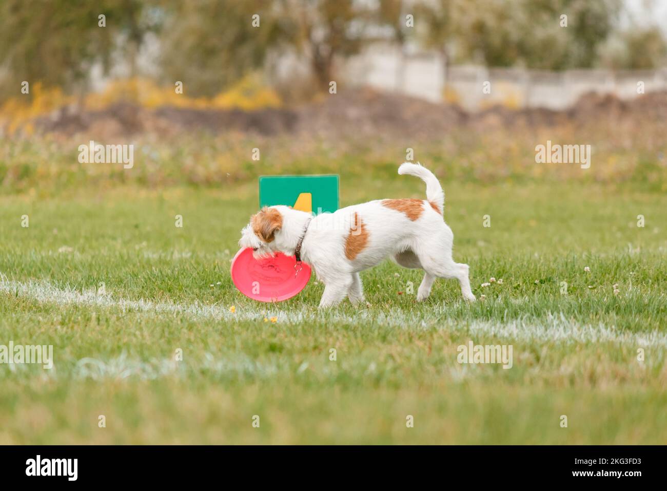 Dog catching flying disk in jump, pet playing outdoors in a park ...