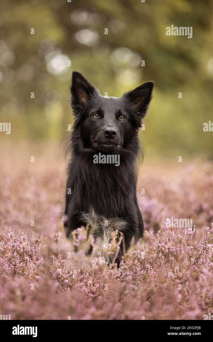 adult Border Collie Stock Photo