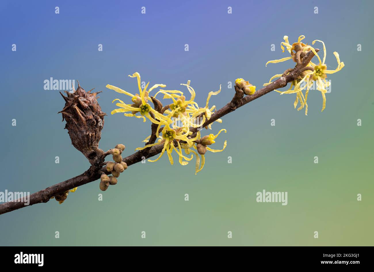 Twig of witch hazel tree in late autumn in Virginia showing blossoms and a gall formed by the witch hazel bud gall aphid. Stock Photo